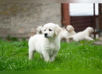 Goldenretriever Welpen