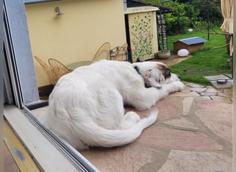 Englisch-Setter-Mix Welpe (Tierschutz)