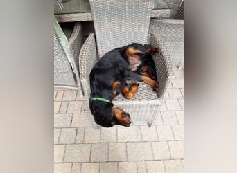 Die liebenswerte anschmiegsame Sheila sucht Lebenspartner