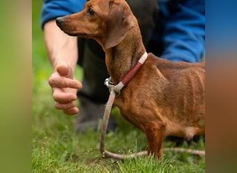 Tasha