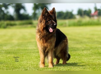 Deutscher Schäferhund