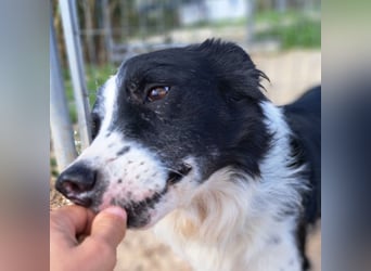 Dacapo (Spanien) – ein sanfter Senior sucht ein liebevolles Zuhause