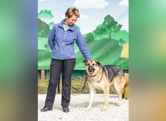Sever hat sein ganzes Leben in einem Tierheim verbracht und träumt von einem Zuhause.