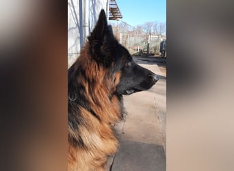 Langstockhaar Schäferhund  Rüde