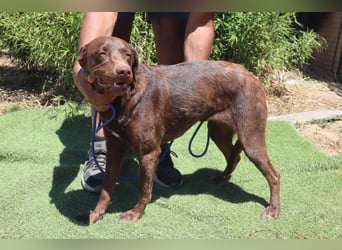 Zoe, Labrador-Mix, lieb und sozial