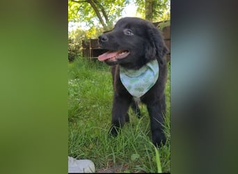 Auszug..Aussiedor F1 Familien und Therapiehund Labrador x Australien Shepherd