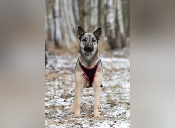 Freundliche Nyura sucht ihre Menschen