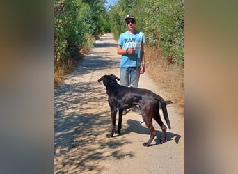 Janó VA - Großer, aktiver Rüde sucht sportliches Zuhause