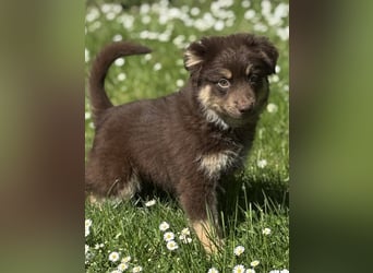 Tolle Australian Shepherd Welpen suchen Ihre Herzenfank