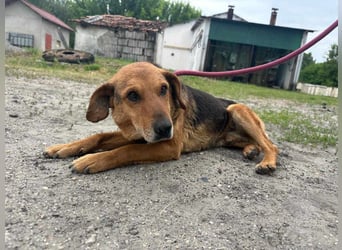 Tobi, geboren 01.04.2020, 40cm sucht sein Körbchen