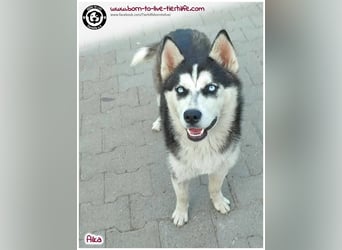 Bildhübsche Aika sucht ihr Zuhause für immer
