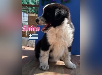 Shira,geb.02/25,pütziges Hundemädchen sucht ihre Familie