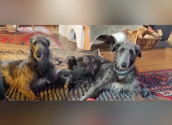 Deerhoundwelpen suchen ein liebevolles Für-Immer-Zuhause