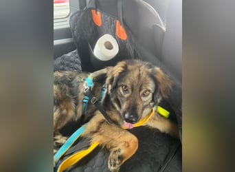 Rohdiamant Stromer, 2 Jahre, sucht sein Zuhause