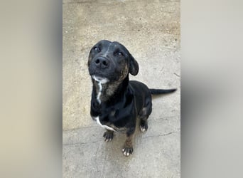 Falco: hat einen großen Wunsch