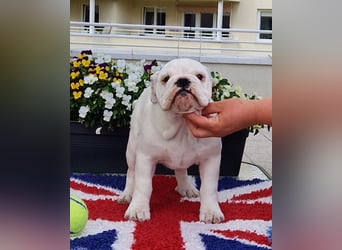 Englische Bulldoggen welpen Top Pedigree FCI
