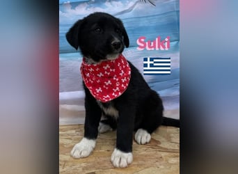 Suki,geb.02/25,zierliches Hundemädchensucht ihre Familie