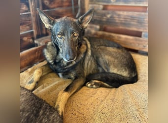 Draco