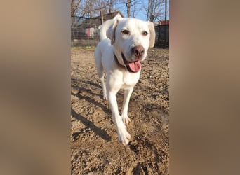 Lucy-DG, taube,kleine Fee sucht Körbchen !