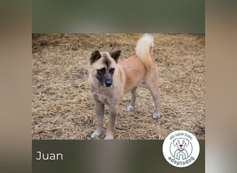 Juan: schüchterner Rüde