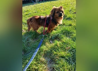 Noah - sucht erfahrene Menschen