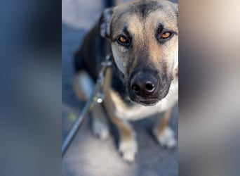 Lieber mittelgroßer Sam sucht ein ruhiges Zuhause