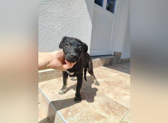 Dion verspielter Welpe Mischling Rüde sucht Zuhause oder Pflegestelle