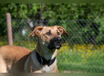 Nero sucht DRINGEND ein ZUHAUSE !