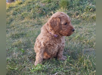 Wunderschöne Labradoodle Welpen, dürfen jetzt ausziehen!