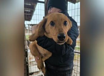 ♥FLOPPI♥ niedlicher kleiner, verspielter Bub - wird mittelgroß