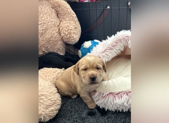 Reinrassige Labrador Welpen m.P. aus liebevoller Zucht