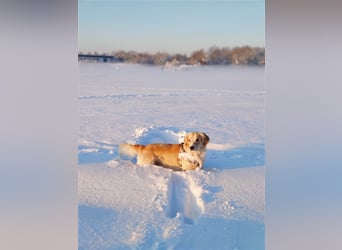 Golden Retriever Deckrüde
