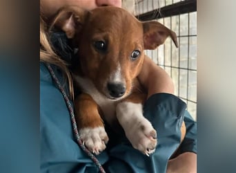 Hundekind JAX sucht seine Herzensmenschen