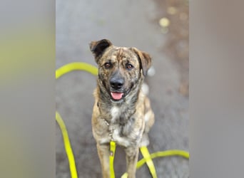 Buddy- der tollste Hund in den richtigen Händen