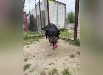 Mimi-LM, Traumhündin sucht aktive Familie