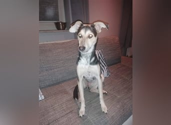 Sportliche Hündin Nelly sucht Zuhause  