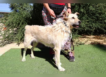 Dobby, Podengo-Mix - freundlich und sozial