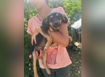 Cassie, geboren 03.2025, 31cm sucht ihre Menschen