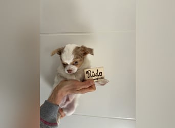Chihuahua Langhaar Welpen ab Mitte Mai abzugeben