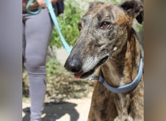 ARTISTA-Charakterstarker Galgo mit Herz und Haltung