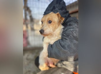 Hatchi LM - Skeptischer Gefährte mit neugierigem Herzen