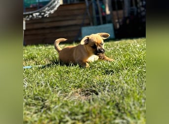 Peach - ein quirliges Welpenmädchen