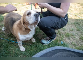 Maya, freundliche Beagle Hündin geb. 2019