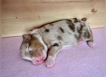 Red Merle Hündin, Australian Shepherd