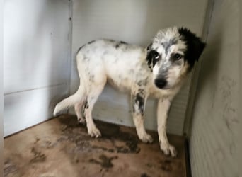 Mila: überfordert im Tierheim