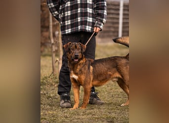 Freddy – Verspielter Entdecker sucht dich