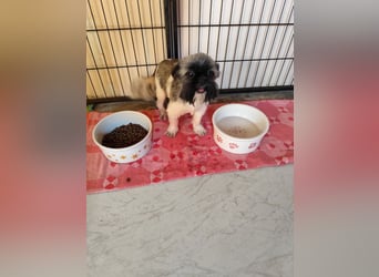 Fynn - Wer spendet dem kleinen Mann Liebe und Geborgenheit, trotz Handicap