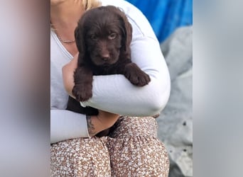 Labradoodle Welpen