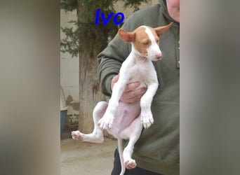 Ivo geb. 03/2025 (ESP) - verspielter Podenco Ibicenco Welpe!