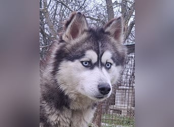 Süße Rosie ( * 04.2023 ) sucht ihr Glück
